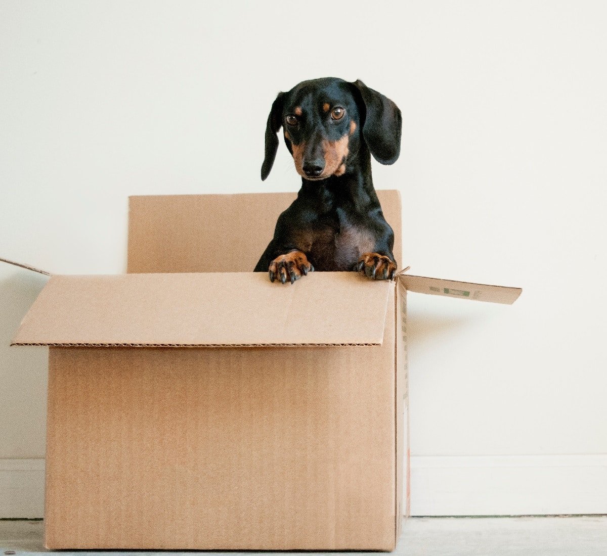Pet removal services for Cairns, Townsville, Brisbane. Local Moves.