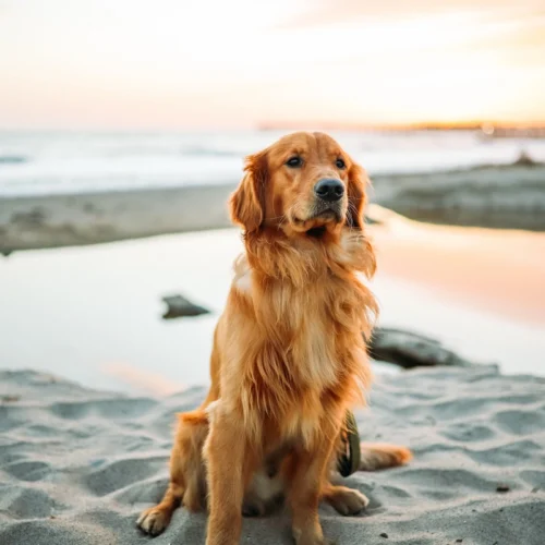 Pet transfer and transport services Cairns