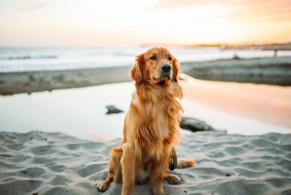 Pet transfer and transport services Cairns