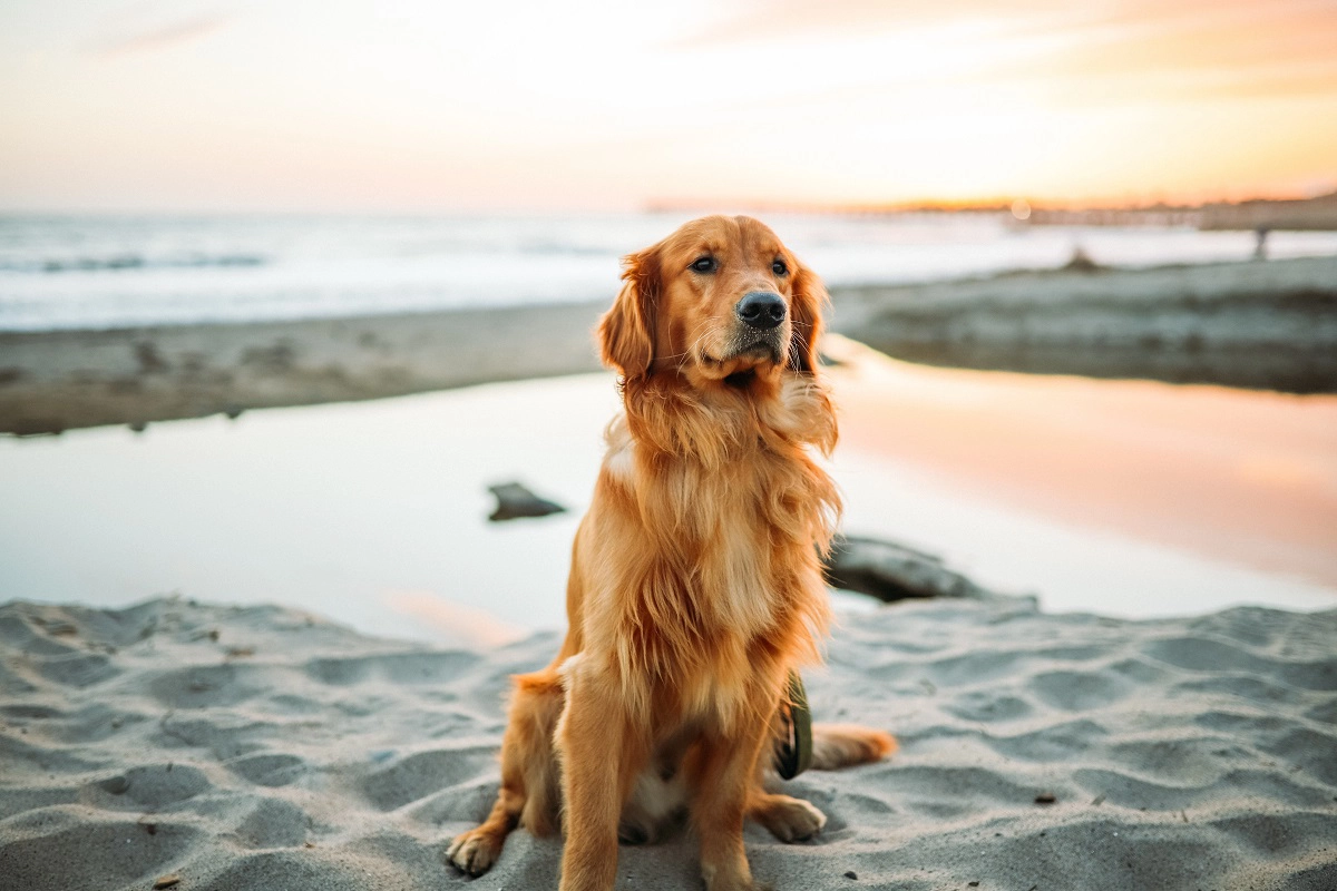 Pet transfer and transport services Cairns