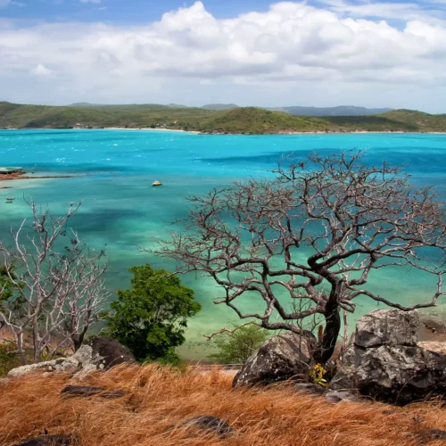 Scenic view from Thursday Island in the Torres Strait, showing turquoise waters, rocky shoreline, and a lone tree in the foreground